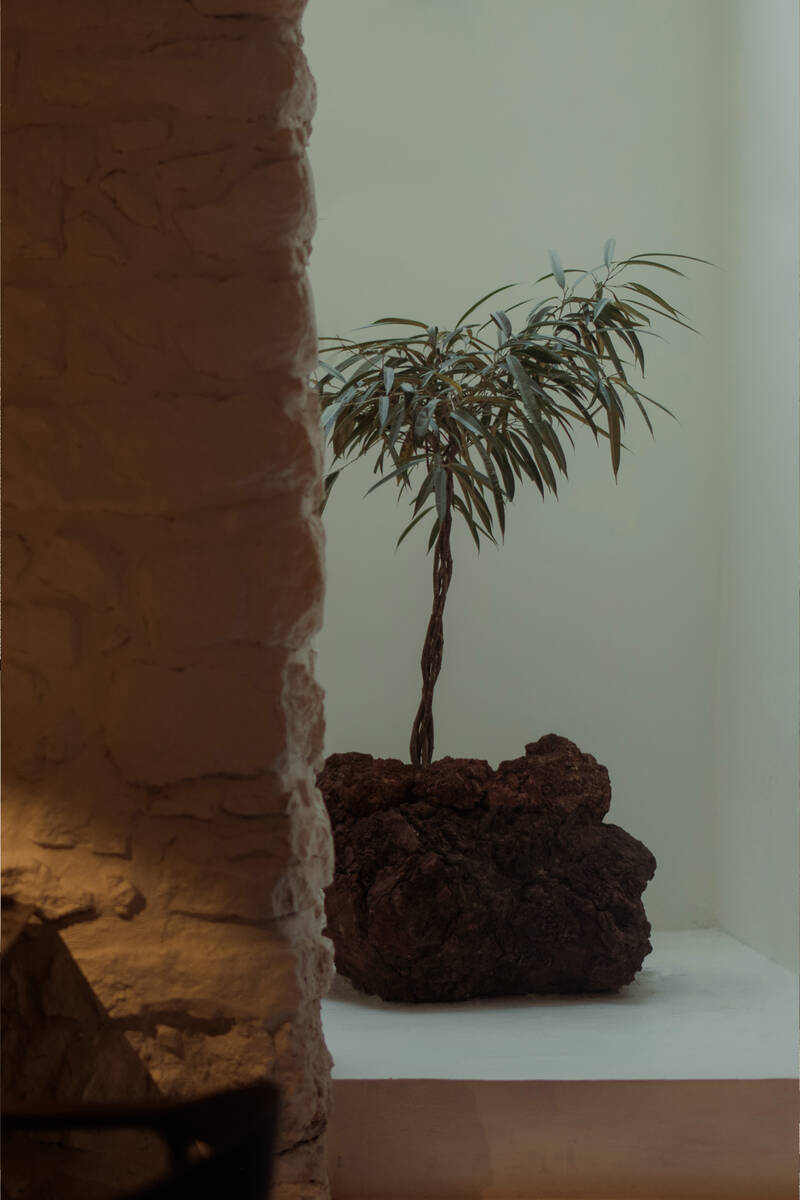 Planta en maceta de piedra volcánica junto a pared encalada